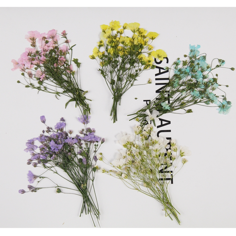 250 Chiếc Ép Khô Gypsophila Pa - đánh giá và giá Resin Art Baby