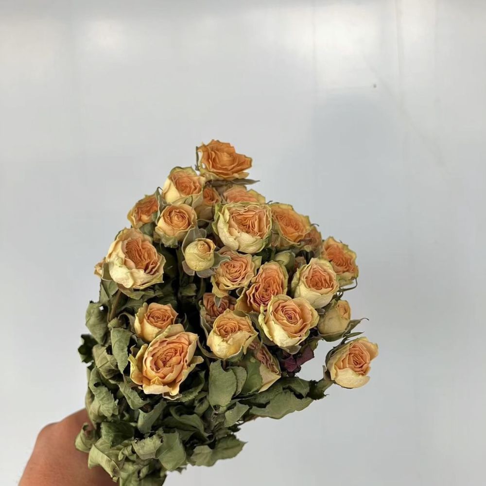 Real Preserved Roses Dried Flo - đánh giá và giá Resin Art Rose