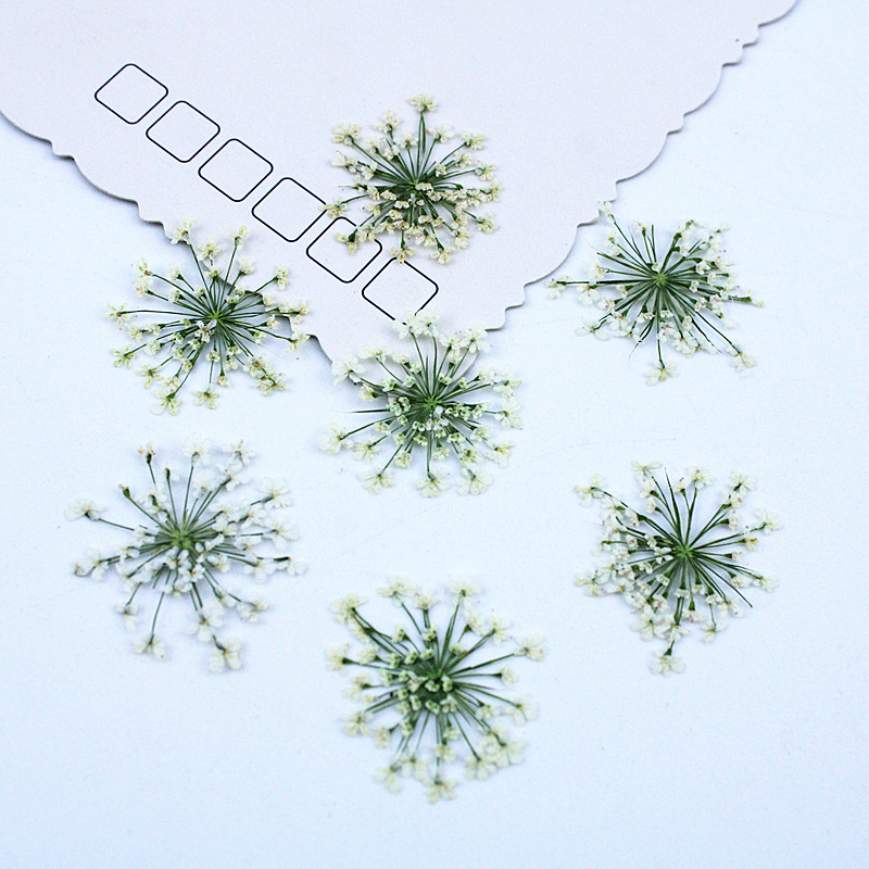 500pcs Lace Flowers Dried Flow - đánh giá và giá Resin Art Baby