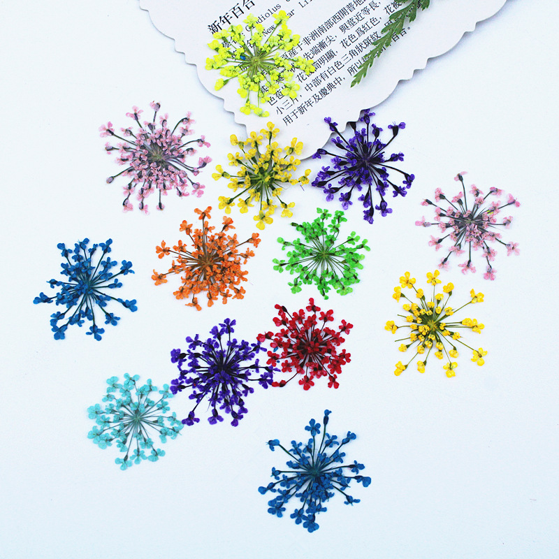 500pcs Lace Flowers Dried Flow - đánh giá và giá Resin Art Baby